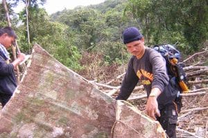 Forest rangers at work - data collection in an illegally logged area © A. Sternemann