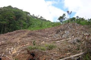 Forest clear-felled illegally © L. Rosenbaum