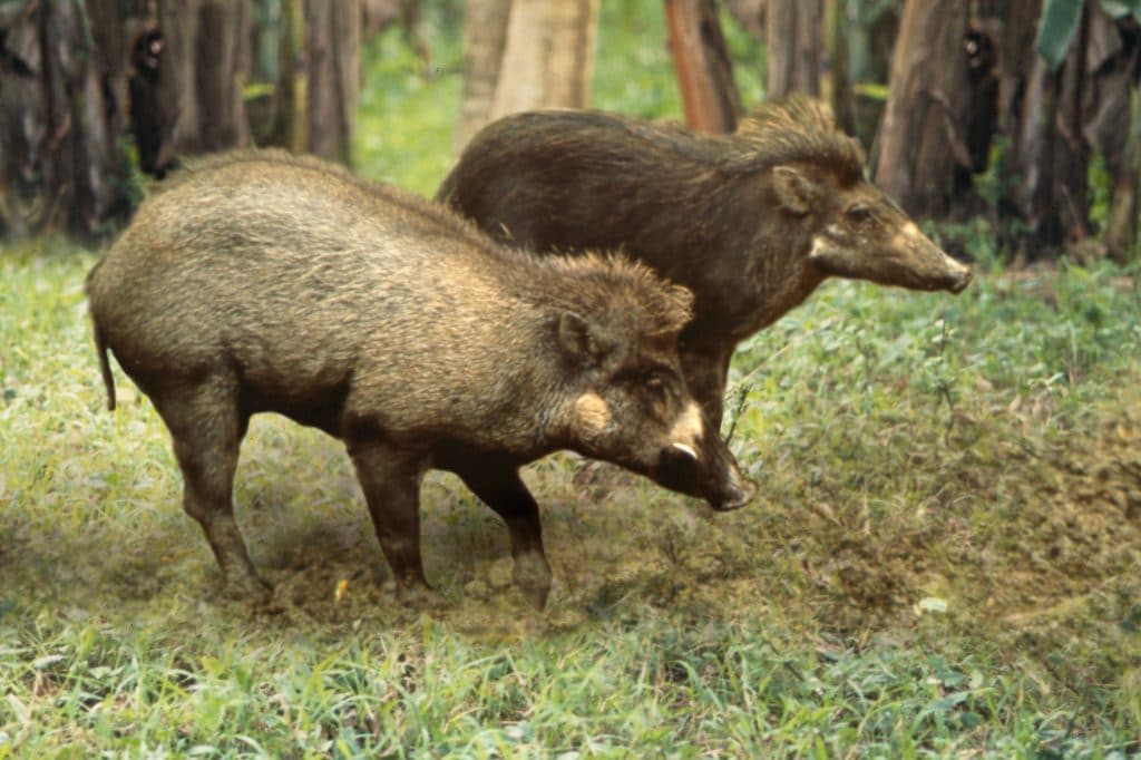 Visayan warty pigs © PhilinCon and  E. Curio