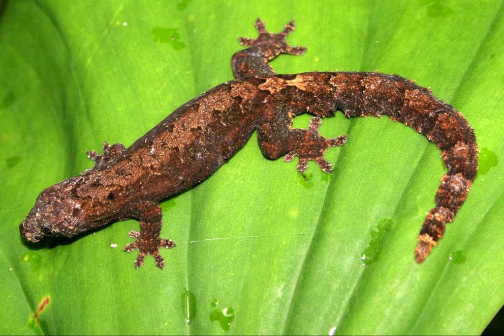 Lepidodact planicaud ©PhilinCon and  B. Jechow