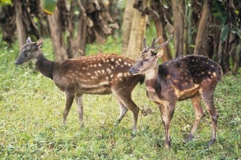 Cervus alfredi: Philippine spotted deer © PhilinCon and Yds Dup