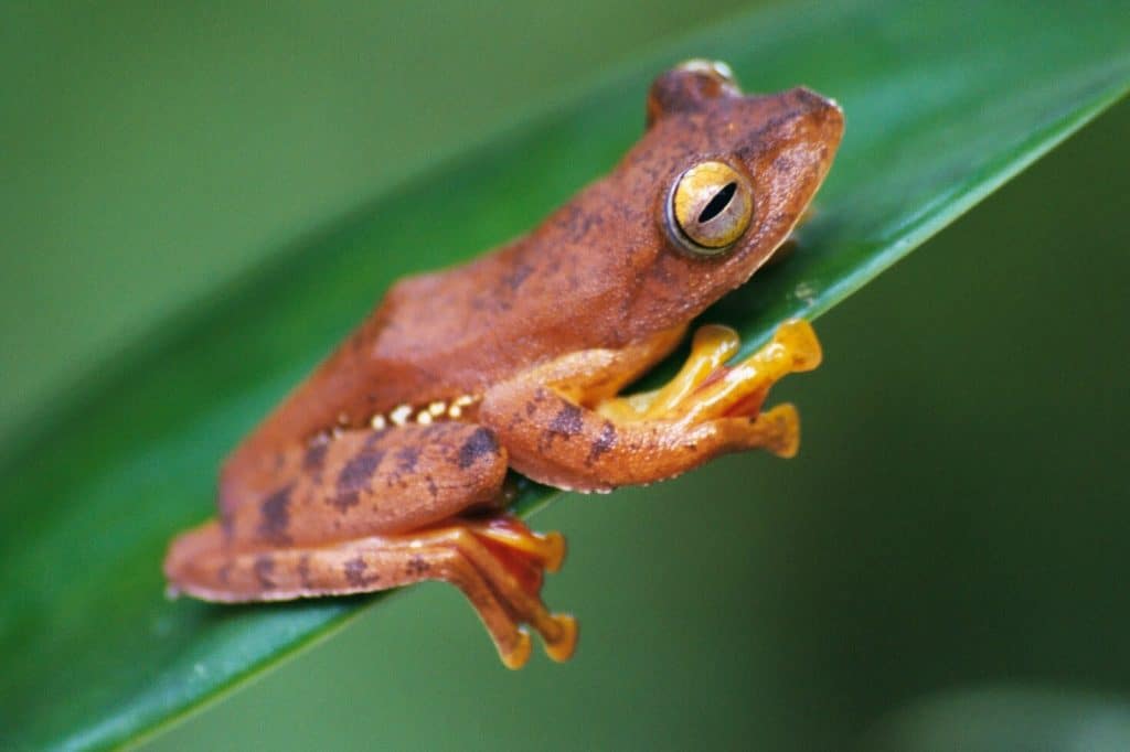 Racophorus pardalis © PhilinCon and  Isabel Frank