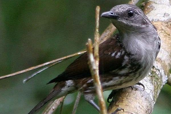 Rhabdormis, Panay, June 2006