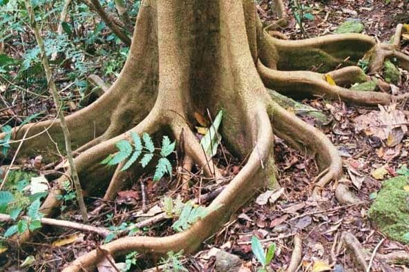 The roots of tree fix the soil © I. Frank