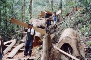 Transport of confiscated illegal timber © PhilinCon