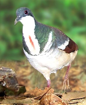 Negros bleeding-heart pigeon Gallicolumba keayi