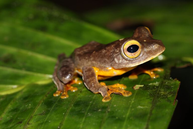 research station tourism ecotourism philippines panay tropical rainforest station lodge reserve reise travel übernachtung hotel hostel airbnb accomodation jungle