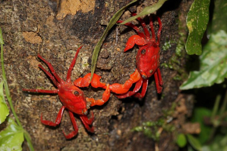 research station tourism ecotourism philippines panay tropical rainforest station lodge reserve reise travel übernachtung hotel hostel airbnb accomodation jungle