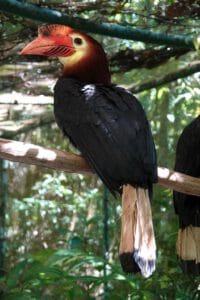 dulungan male patreon rainforest philippine