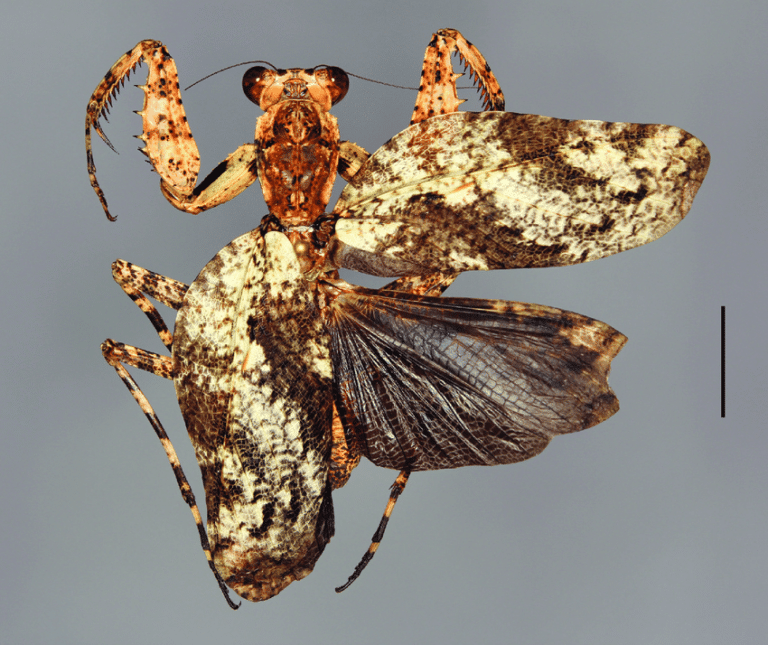 New species of mantis: Theopompa schulzeorum