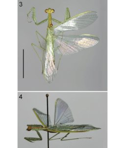 New species of mantis:Pliacanthopus Malayamantis visayanus