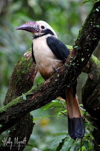 HIM_3320 Visayan tarictic hornbill( (male)-min