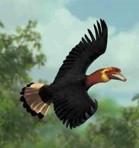 Copyright PESCP / Philippine Endemic Species Conservation Project
Illlustration by E. Curio and H. Schulze, composed of photos and partly painted