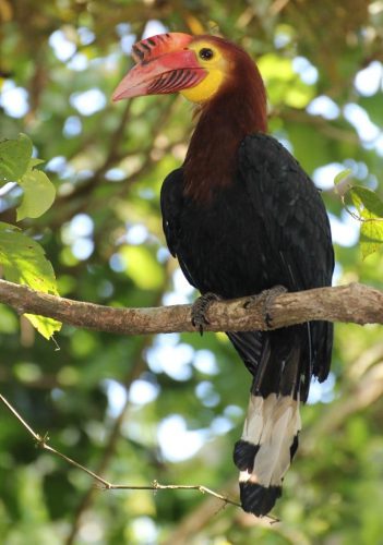 Rhabdotorrhinus waldeni (Aceros leucocephalus waldeni, Aceros waldeni)